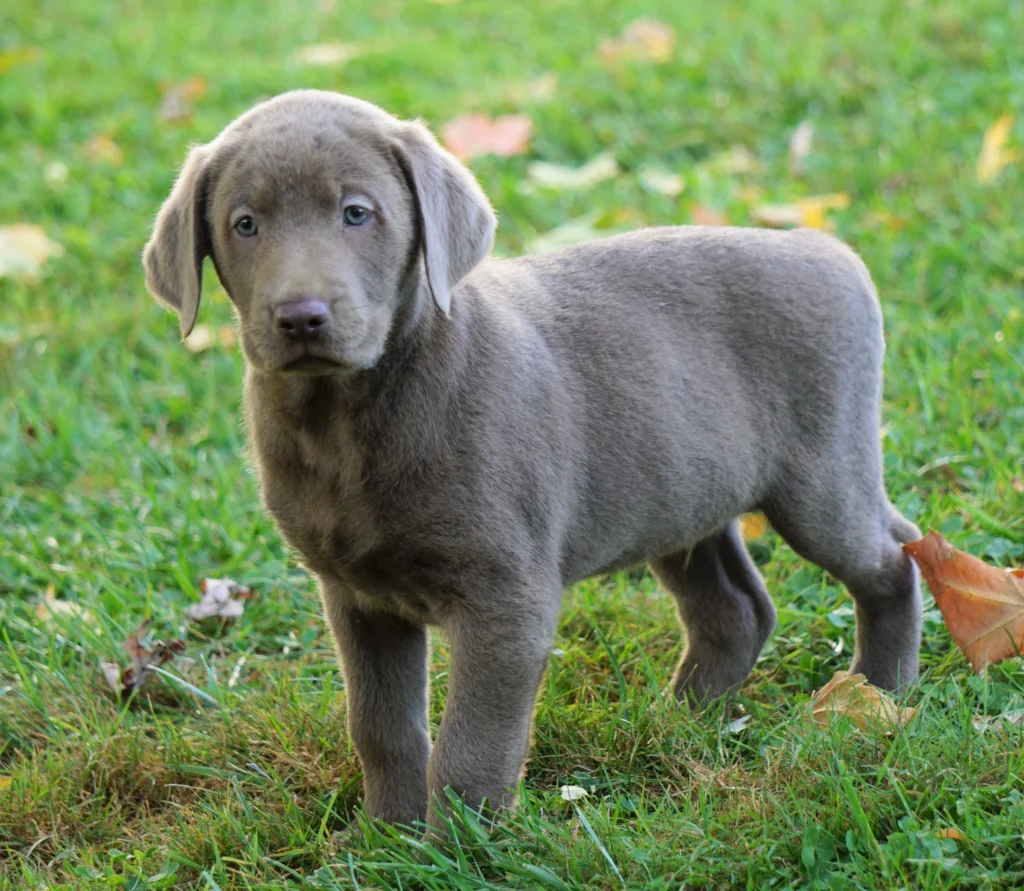 Silver Labrador Retriever